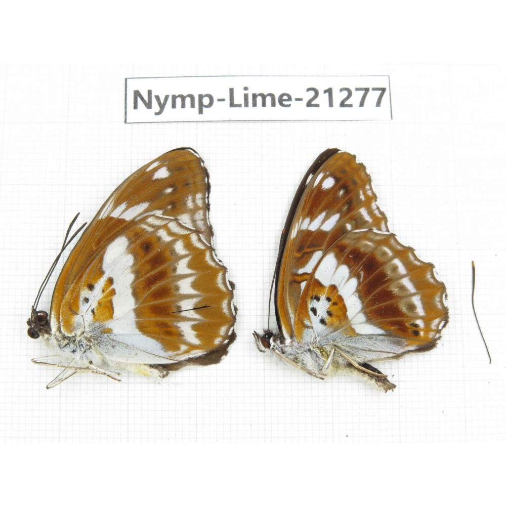 Limenitis misuji. China, Sichuan, Liangshan, Dechang county. 2M. Nymp-Lime-21277.