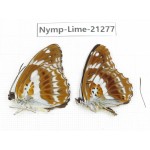 Limenitis misuji. China, Sichuan, Liangshan, Dechang county. 2M. Nymp-Lime-21277.