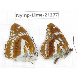 Limenitis misuji. China, Sichuan, Liangshan, Dechang county. 2M. Nymp-Lime-21277.