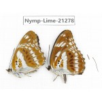 Limenitis misuji. China, Sichuan, Liangshan, Dechang county. 2M. Nymp-Lime-21278.