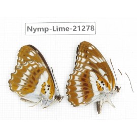 Limenitis misuji. China, Sichuan, Liangshan, Dechang county. 2M. Nymp-Lime-21278.