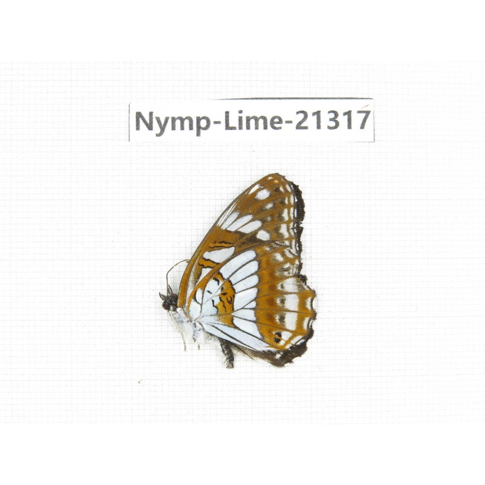 Limenitis homeyeri. China, Yunnan, Nujiang, N of Mt.Biluoxueshan. 1M. Nymp-Lime-21317.