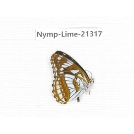 Limenitis homeyeri. China, Yunnan, Nujiang, N of Mt.Biluoxueshan. 1M. Nymp-Lime-21317.