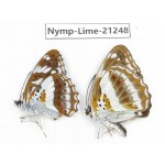 Limenitis sulpitia. China, Yunnan, Nujiang, N of Mt.Biluoxueshan. 2M. Nymp-Lime-21248.