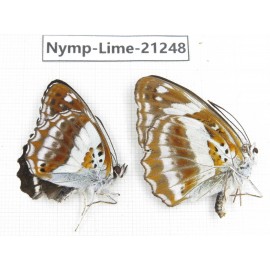 Limenitis sulpitia. China, Yunnan, Nujiang, N of Mt.Biluoxueshan. 2M. Nymp-Lime-21248.