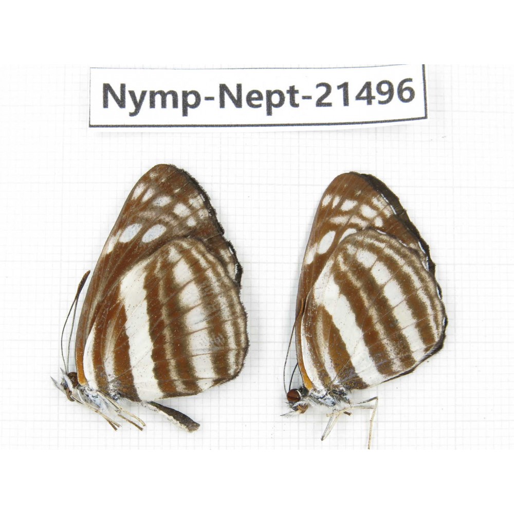 Neptis sp. China, Gansu, Wenxian county. 2M. Nymp-Nept-21496.