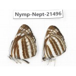 Neptis sp. China, Gansu, Wenxian county. 2M. Nymp-Nept-21496.