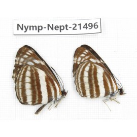 Neptis sp. China, Gansu, Wenxian county. 2M. Nymp-Nept-21496.