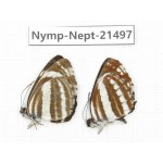 Neptis sp. China, Gansu, Wenxian county. 2M. Nymp-Nept-21497.