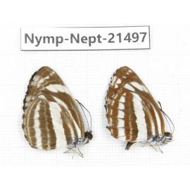 Neptis sp. China, Gansu, Wenxian county. 2M. Nymp-Nept-21497.
