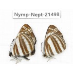 Neptis sp. China, Gansu, Wenxian county. 2M. Nymp-Nept-21498.