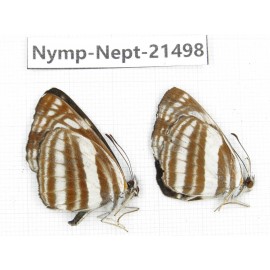 Neptis sp. China, Gansu, Wenxian county. 2M. Nymp-Nept-21498.