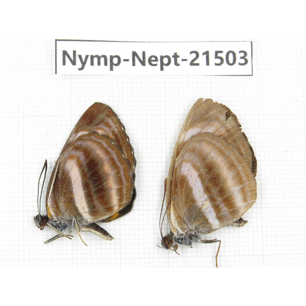 Neptis sp. China, Gansu, Wenxian county. 2M. Nymp-Nept-21503.
