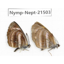 Neptis sp. China, Gansu, Wenxian county. 2M. Nymp-Nept-21503.