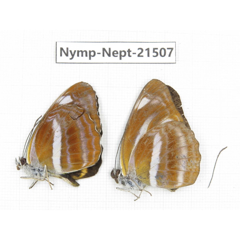 Neptis sp. China, Gansu, Wenxian county. 2M. Nymp-Nept-21507.