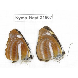 Neptis sp. China, Gansu, Wenxian county. 2M. Nymp-Nept-21507.