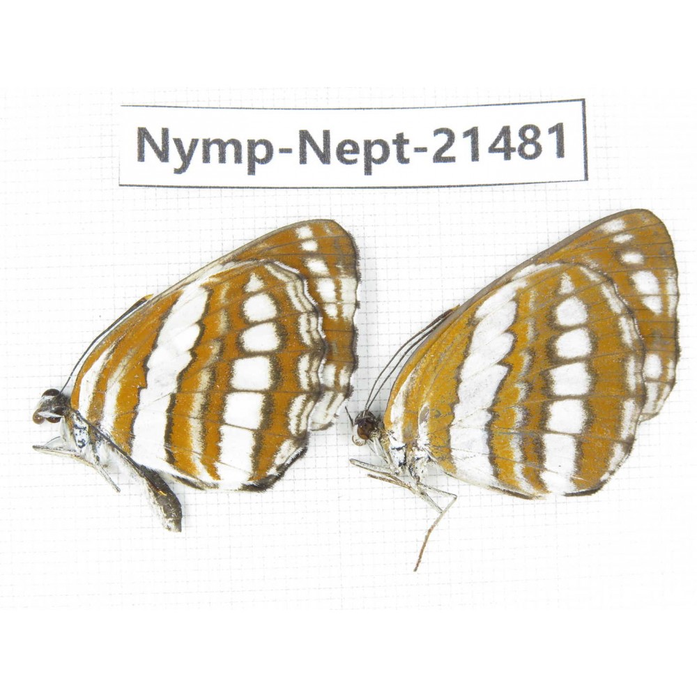 Neptis sp. China, Guangxi, Baise, Mt.Cenwanglaoshan. 2M. Nymp-Nept-21481.