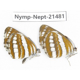Neptis sp. China, Guangxi, Baise, Mt.Cenwanglaoshan. 2M. Nymp-Nept-21481.