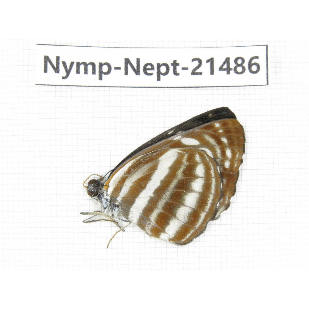 Neptis sp. China, Guangxi, Baise, Mt.Cenwanglaoshan. 1M. Nymp-Nept-21486.