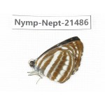 Neptis sp. China, Guangxi, Baise, Mt.Cenwanglaoshan. 1M. Nymp-Nept-21486.