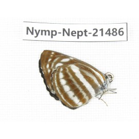 Neptis sp. China, Guangxi, Baise, Mt.Cenwanglaoshan. 1M. Nymp-Nept-21486.