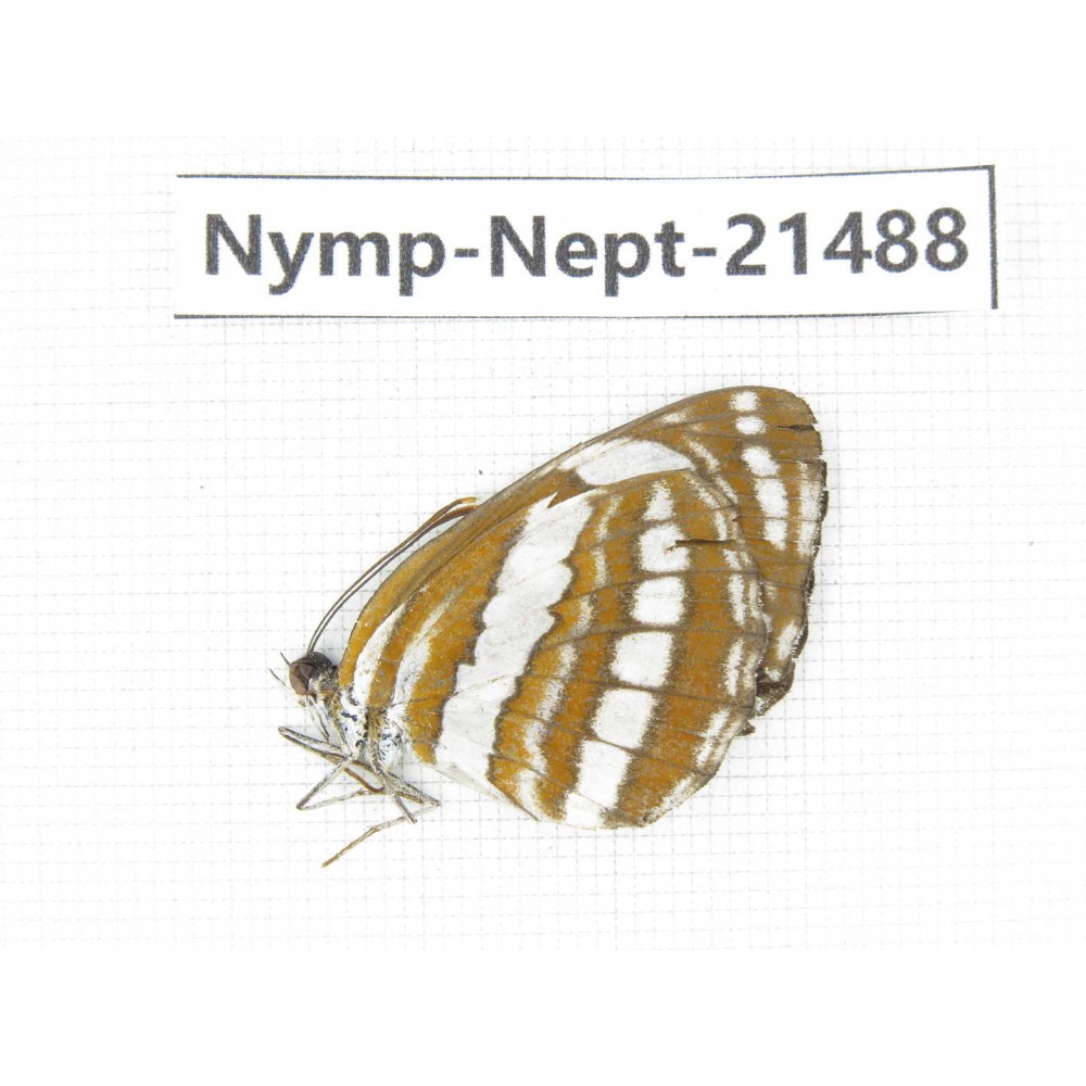 Neptis sp. China, Guangxi, Baise, Mt.Cenwanglaoshan. 1M. Nymp-Nept-21488.