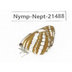 Neptis sp. China, Guangxi, Baise, Mt.Cenwanglaoshan. 1M. Nymp-Nept-21488.