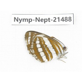 Neptis sp. China, Guangxi, Baise, Mt.Cenwanglaoshan. 1M. Nymp-Nept-21488.