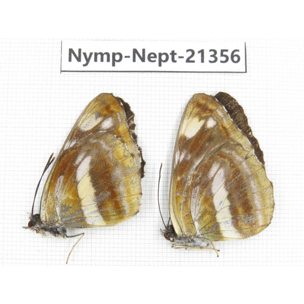 Neptis thetis. China, Heilongjiang, Haerbin, Tonghe county. 2M. Nymp-Nept-21356.