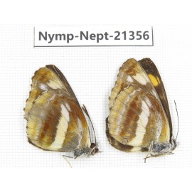 Neptis thetis. China, Heilongjiang, Haerbin, Tonghe county. 2M. Nymp-Nept-21356.