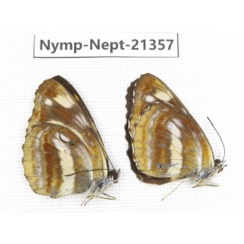 Neptis thetis. China, Heilongjiang, Haerbin, Tonghe county. 2M. Nymp-Nept-21357.