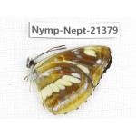 Neptis thetis. China, Heilongjiang, Mudanjiang. 1M. Nymp-Nept-21379.