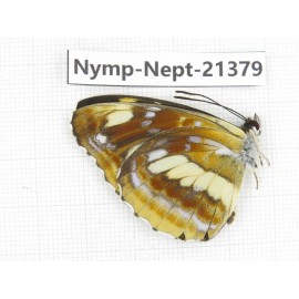 Neptis thetis. China, Heilongjiang, Mudanjiang. 1M. Nymp-Nept-21379.