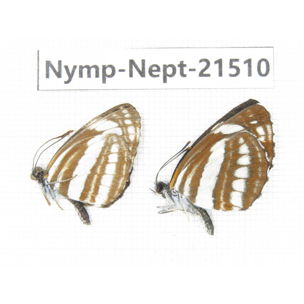 Neptis sp. China, Heilongjiang, Mudanjiang. 2M. Nymp-Nept-21510.