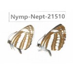 Neptis sp. China, Heilongjiang, Mudanjiang. 2M. Nymp-Nept-21510.