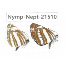 Neptis sp. China, Heilongjiang, Mudanjiang. 2M. Nymp-Nept-21510.