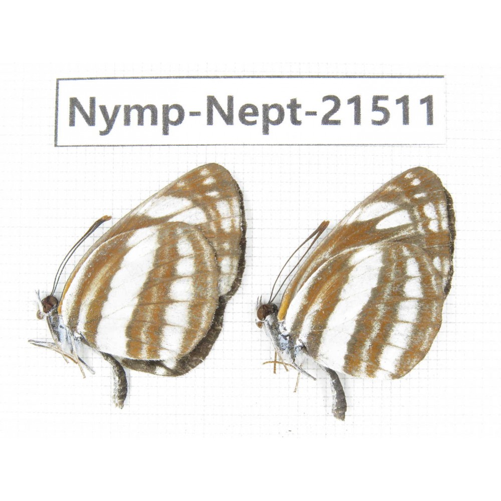 Neptis sp. China, Heilongjiang, Mudanjiang. 2M. Nymp-Nept-21511.