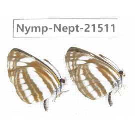 Neptis sp. China, Heilongjiang, Mudanjiang. 2M. Nymp-Nept-21511.
