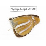 Phaedyma aspasia. China, Sichuan, Ganzi, Yajiang county. 1M. Nymp-Nept-21001.