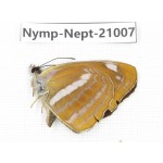 Neptis ananta. China, Sichuan, Ganzi, Yajiang county. 1M. Nymp-Nept-21007.