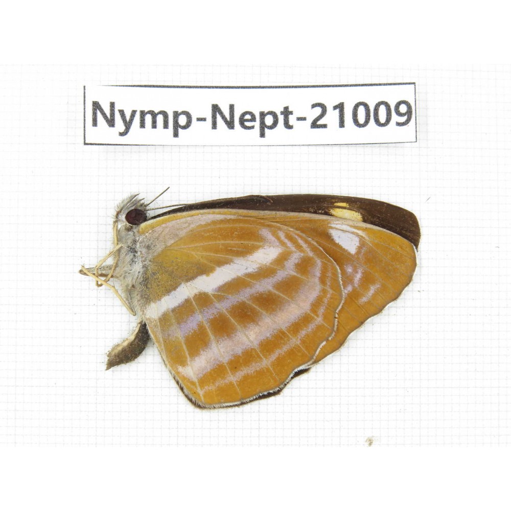 Neptis ananta. China, Sichuan, Ganzi, Yajiang county. 1M. Nymp-Nept-21009.