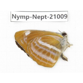 Neptis ananta. China, Sichuan, Ganzi, Yajiang county. 1M. Nymp-Nept-21009.