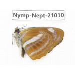 Neptis ananta. China, Sichuan, Ganzi, Yajiang county. 1M. Nymp-Nept-21010.