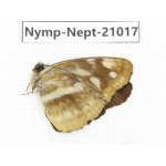 Neptis cydippe. China, Sichuan, Ganzi, Yajiang county. 1M. Nymp-Nept-21017.