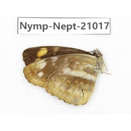 Neptis cydippe. China, Sichuan, Ganzi, Yajiang county. 1M. Nymp-Nept-21017.