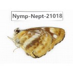 Neptis nemorosa. China, Sichuan, Ganzi, Yajiang county. 1M. Nymp-Nept-21018.