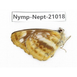 Neptis nemorosa. China, Sichuan, Ganzi, Yajiang county. 1M. Nymp-Nept-21018.