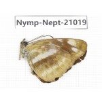 Neptis cydippe. China, Sichuan, Ganzi, Yajiang county. 1M. Nymp-Nept-21019.