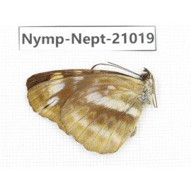 Neptis cydippe. China, Sichuan, Ganzi, Yajiang county. 1M. Nymp-Nept-21019.