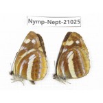 Neptis thetis. China, Sichuan, Ganzi, Yajiang county. 2M. Nymp-Nept-21025.